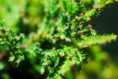 Chamaecyparis pisifera 'Squarrosa Dumosa' - cypřišek hrachonosný - pupeny